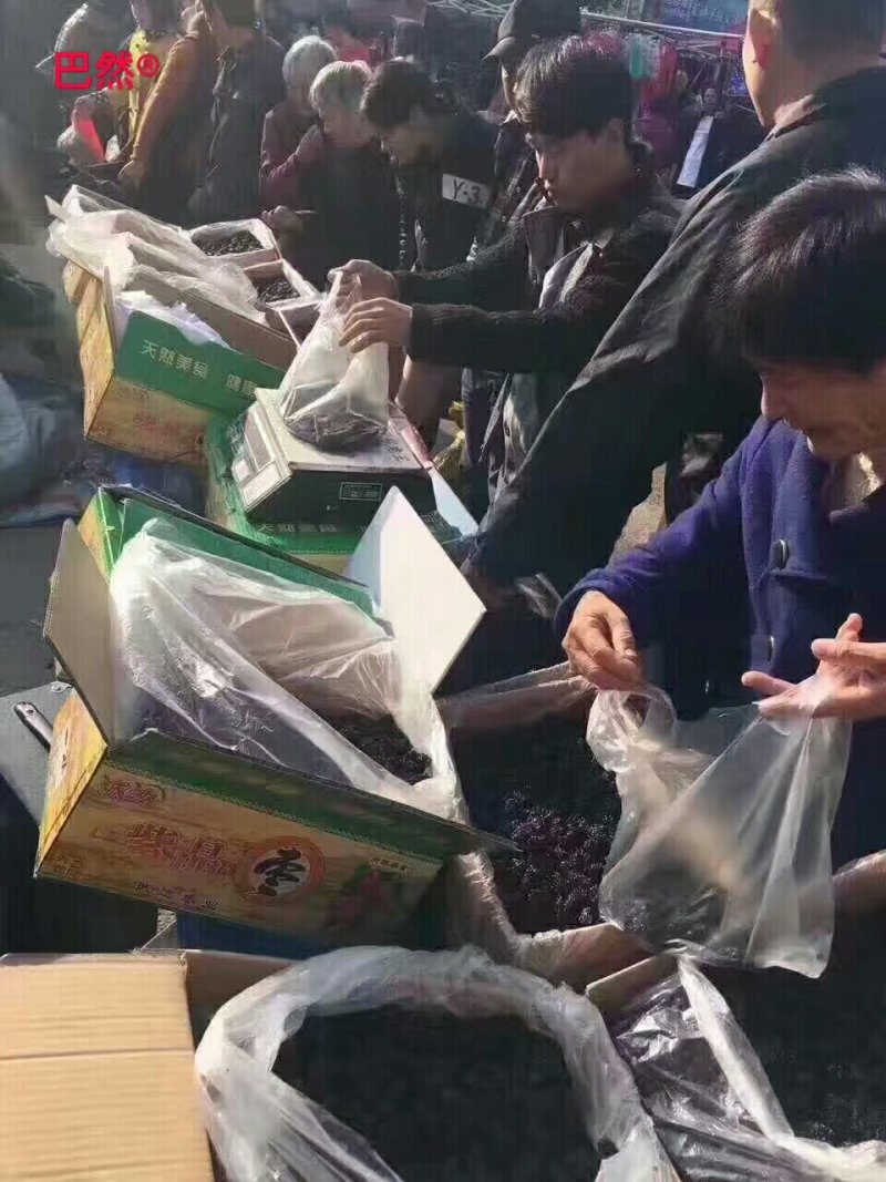 紫晶大黑枣
