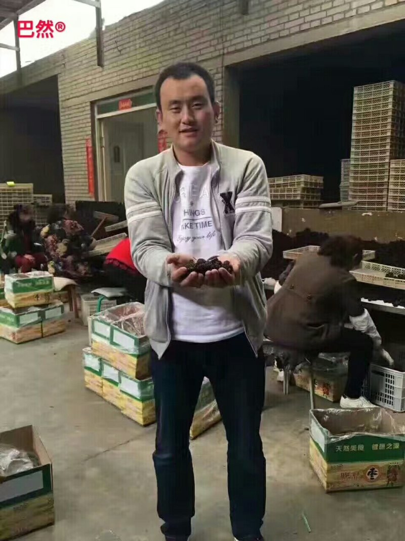 紫晶大黑枣