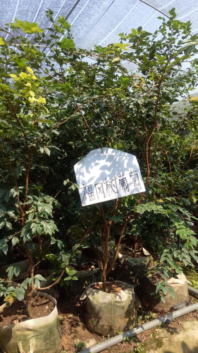 福冈树葡萄袋苗量多价优批发福建漳州