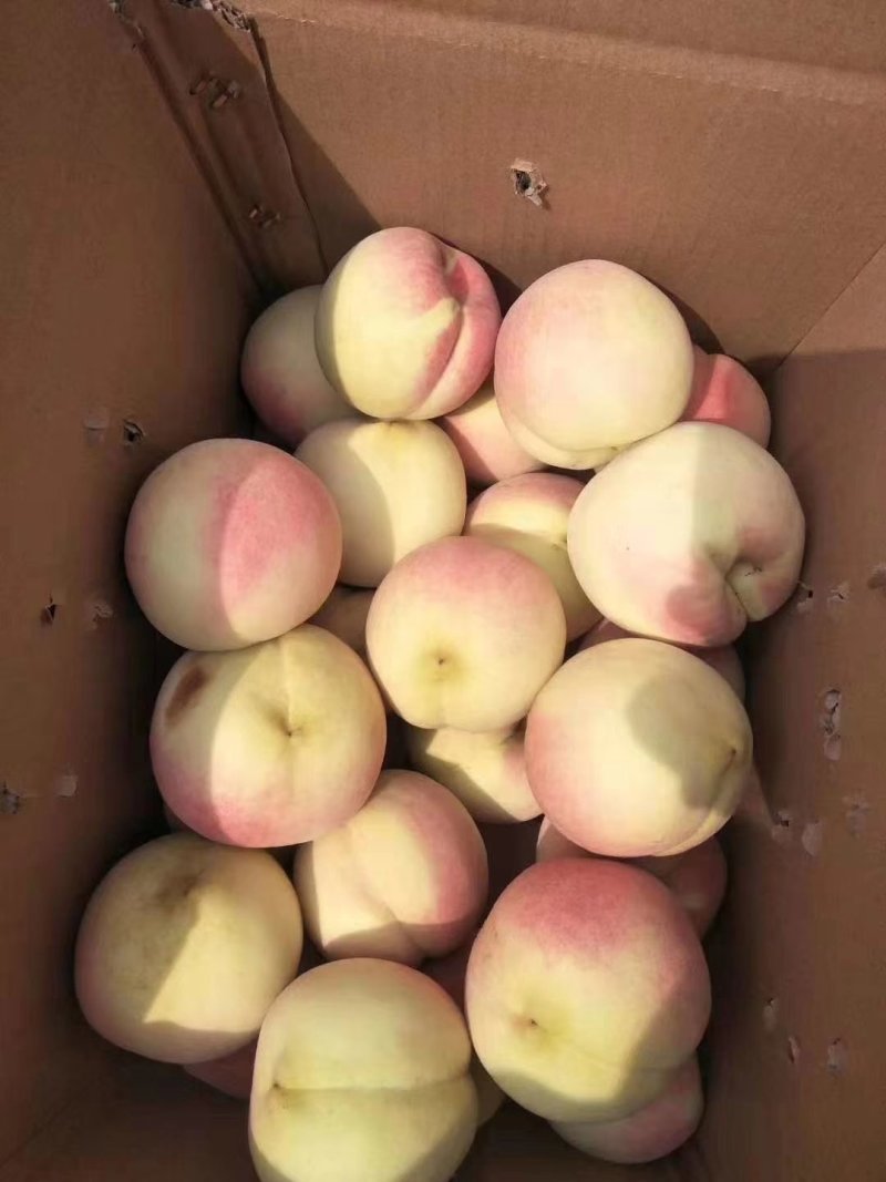映霜红桃苗冬桃树苗批发晚熟桃品种出售