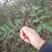 无刺花椒苗嫁接无刺大红袍花椒苗优质花椒苗批发