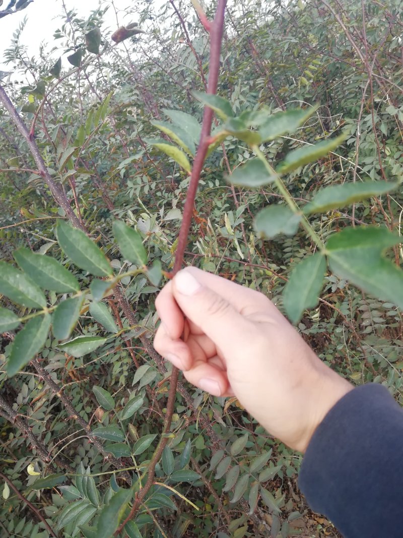无刺花椒苗嫁接无刺大红袍花椒苗优质花椒苗批发