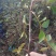 无刺花椒苗嫁接无刺大红袍花椒苗优质花椒苗批发