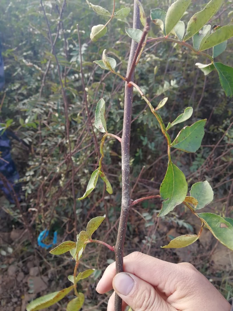 无刺花椒苗嫁接无刺大红袍花椒苗优质花椒苗批发