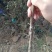 无刺花椒苗嫁接无刺大红袍花椒苗优质花椒苗批发