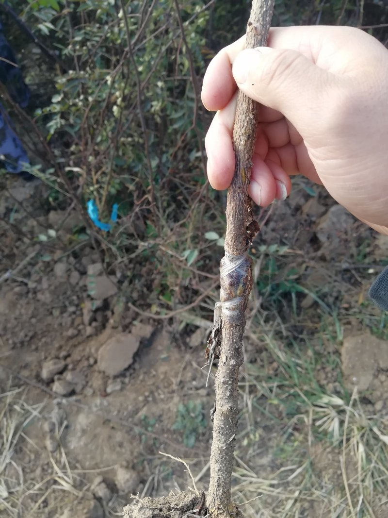 无刺花椒苗嫁接无刺大红袍花椒苗优质花椒苗批发