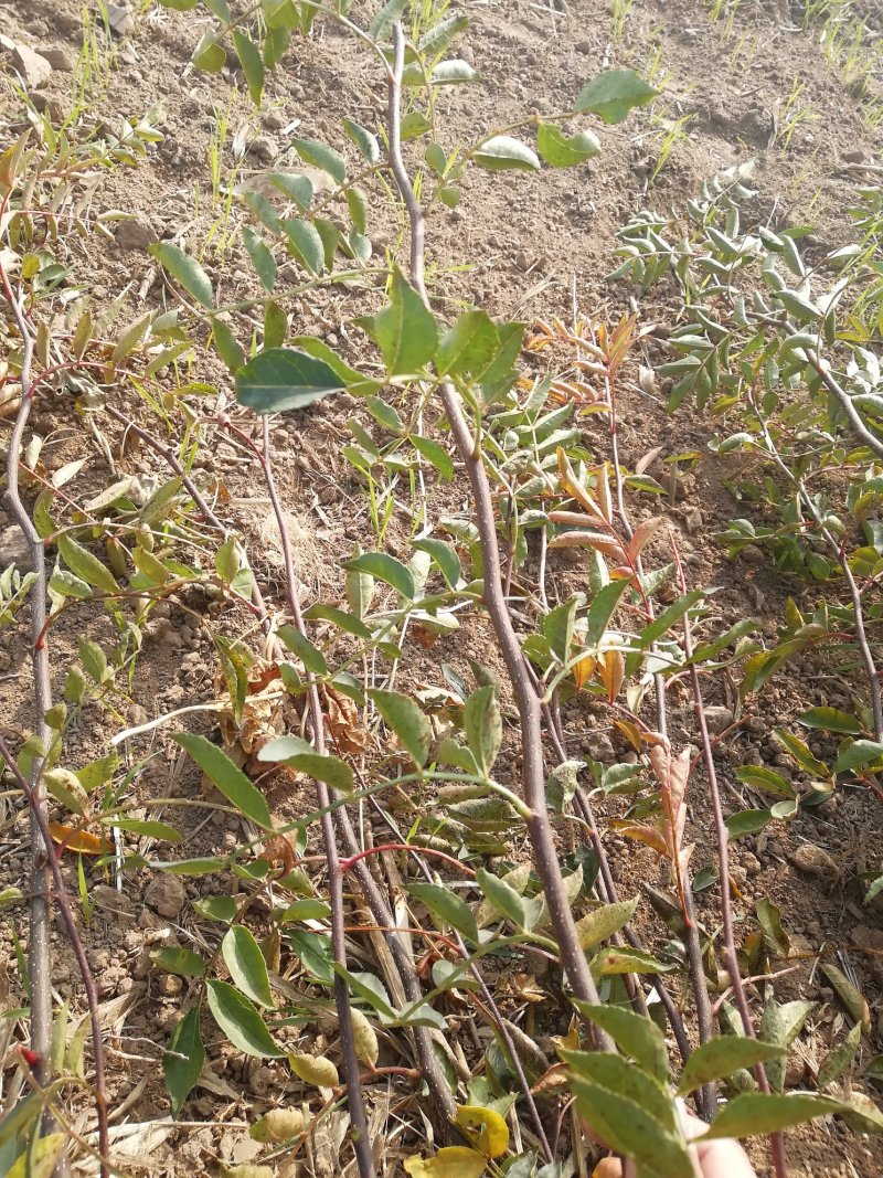 无刺花椒苗嫁接无刺大红袍花椒苗优质花椒苗批发