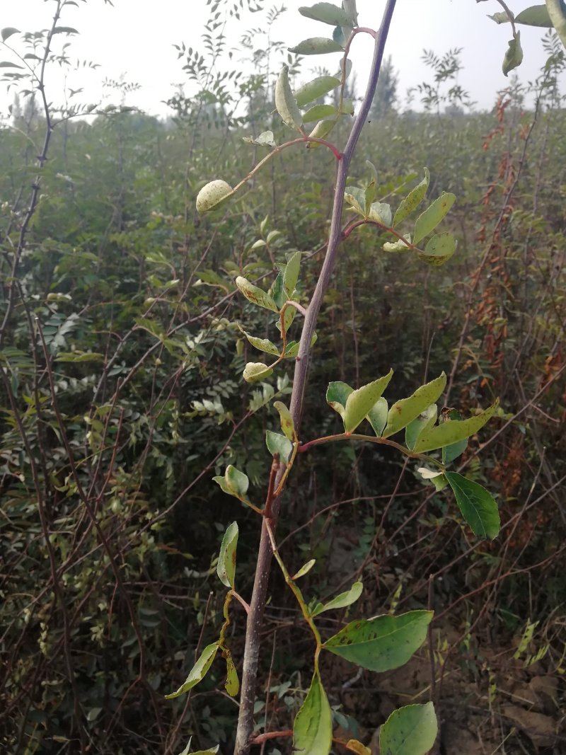 无刺花椒苗嫁接无刺大红袍花椒苗优质花椒苗批发