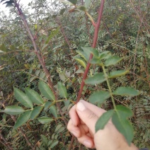 无刺花椒苗嫁接无刺大红袍花椒苗优质花椒苗批发