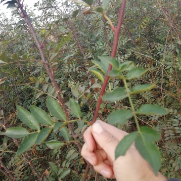 无刺花椒苗嫁接无刺大红袍花椒苗优质花椒苗批发