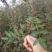 无刺花椒苗嫁接无刺大红袍花椒苗优质花椒苗批发