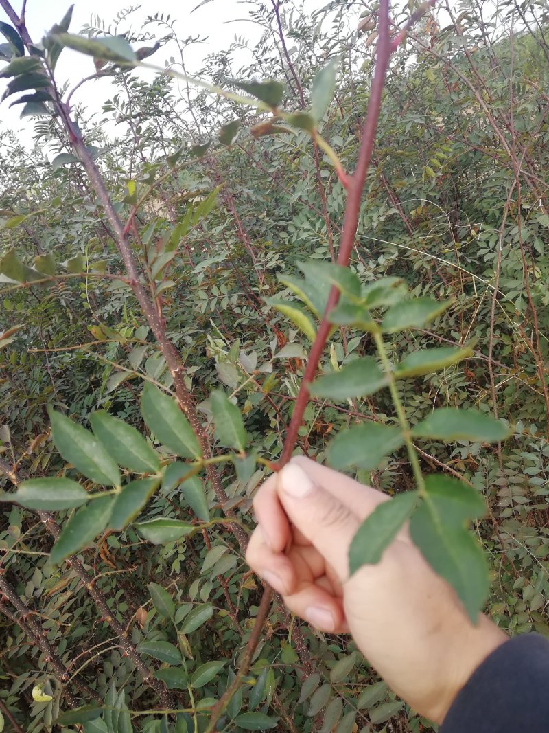 无刺花椒苗嫁接无刺大红袍花椒苗优质花椒苗批发