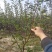 无刺花椒苗嫁接无刺大红袍花椒苗优质花椒苗批发