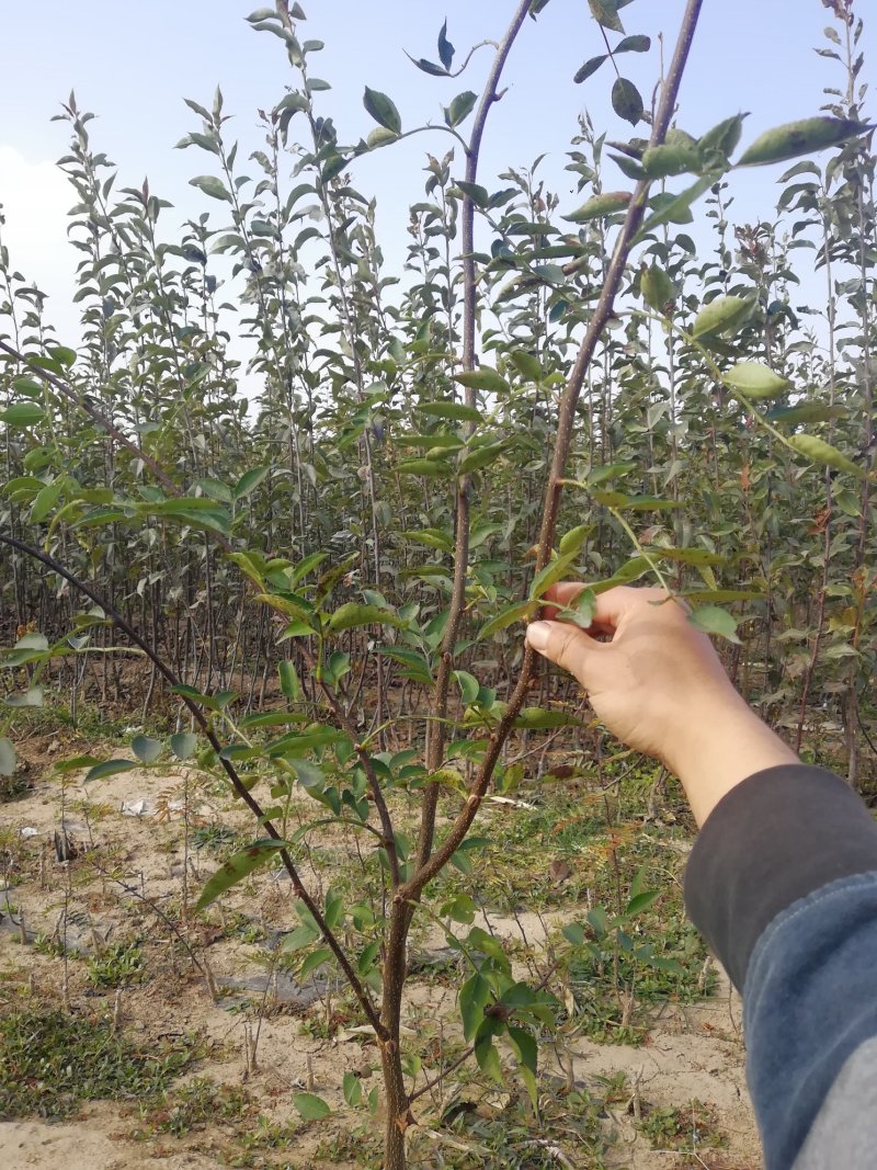 无刺花椒苗嫁接无刺大红袍花椒苗优质花椒苗批发