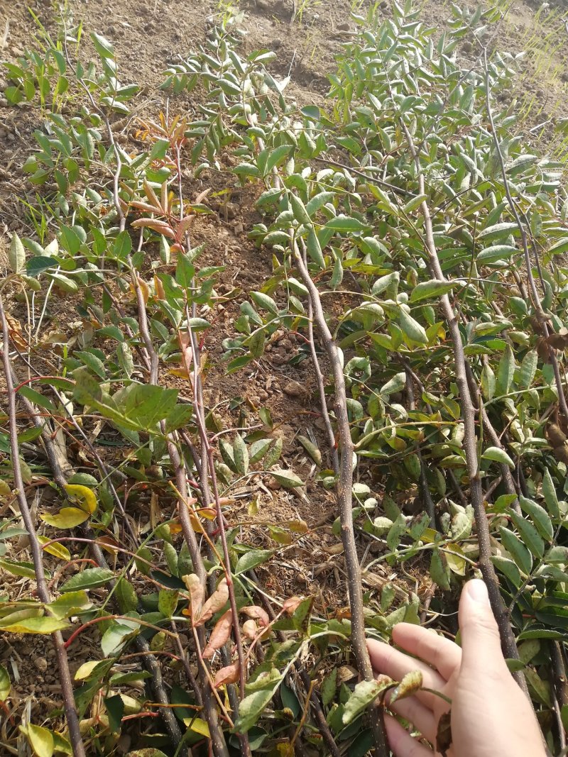 无刺花椒苗嫁接无刺大红袍花椒苗优质花椒苗批发