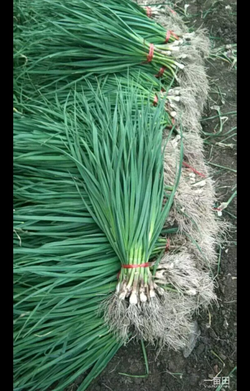 蒜苗