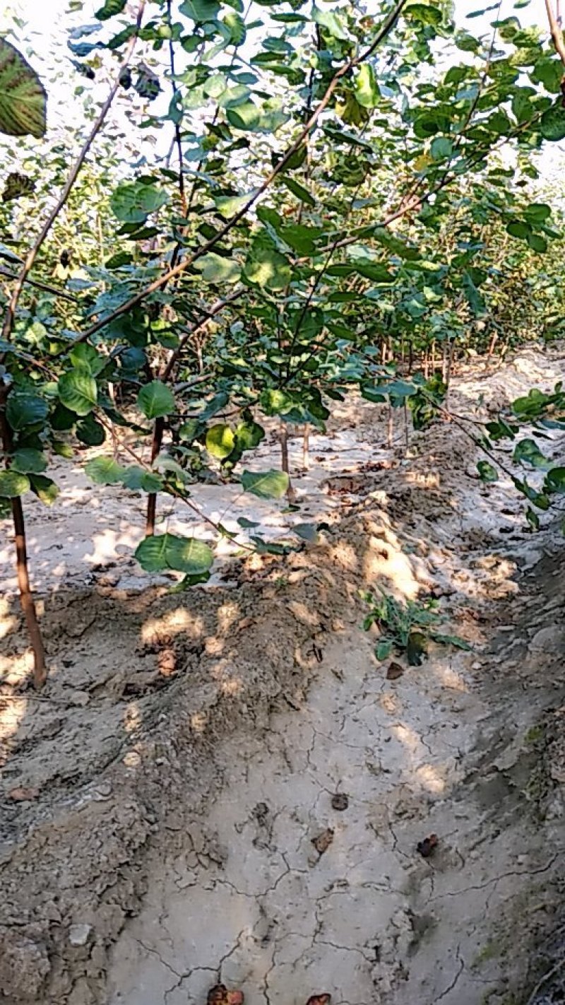 黄卢树