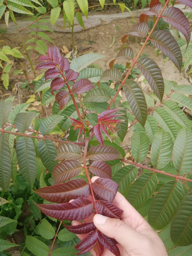 红油香椿苗大棚用红油树苗包邮保湿发货