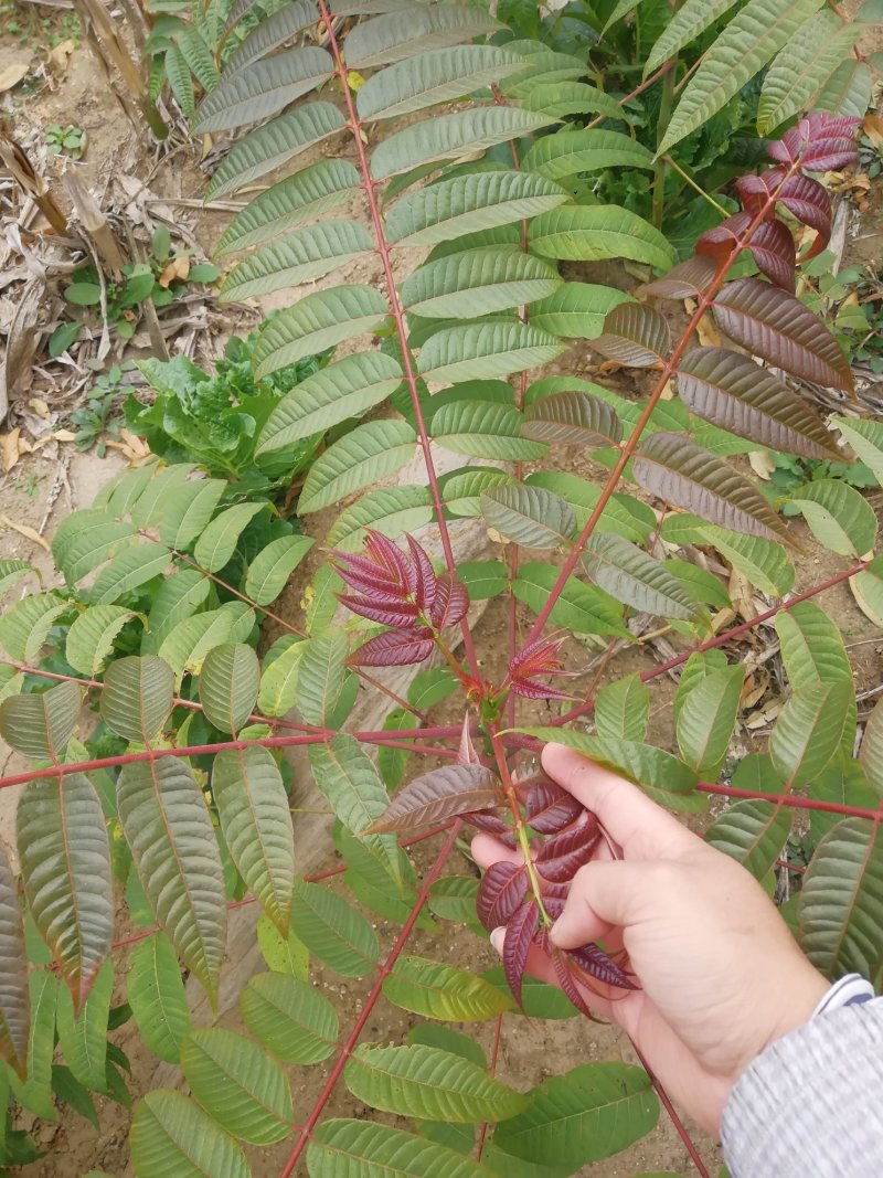 红油香椿苗大棚用红油树苗包邮保湿发货
