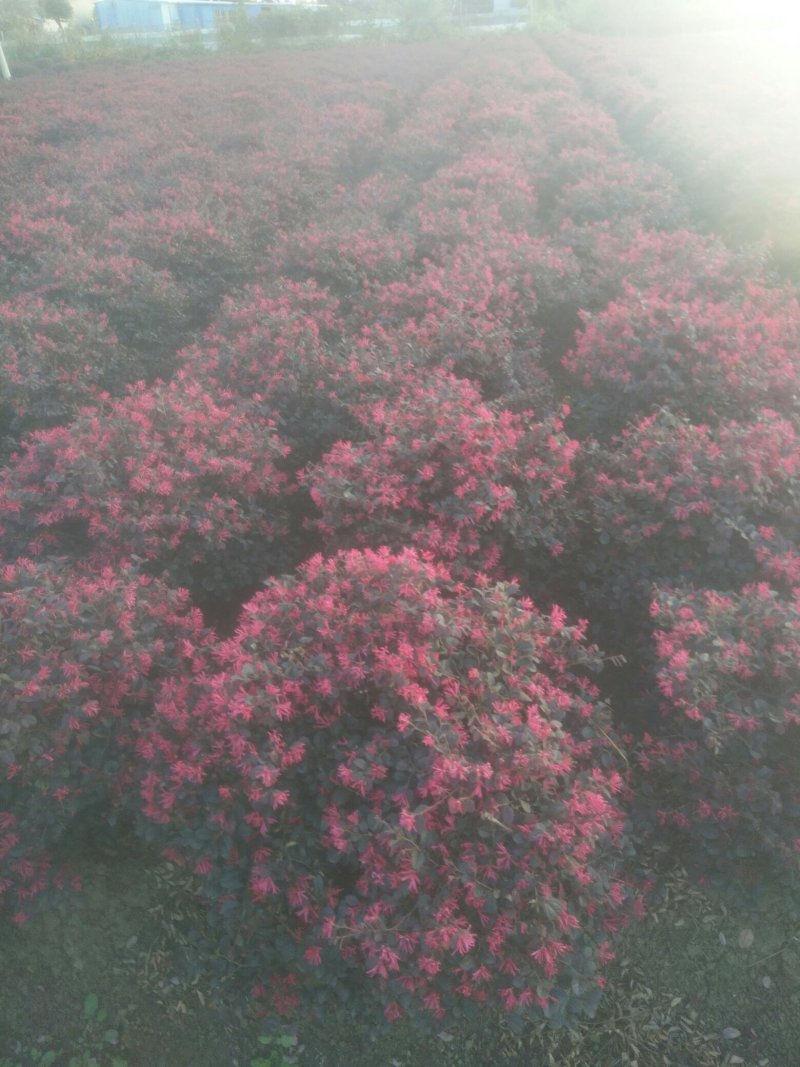 红花继木精球，毛球