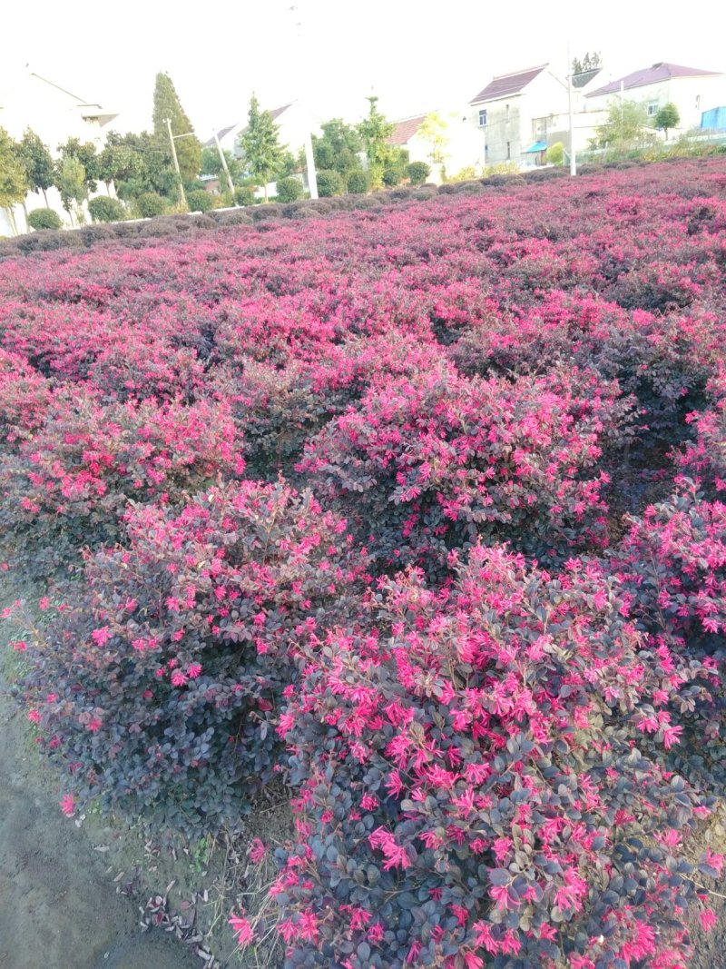 红花继木精球，毛球