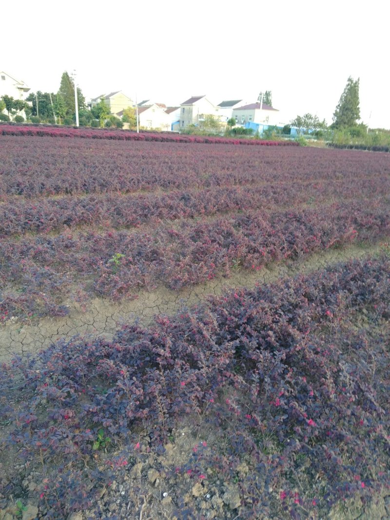红花继木精球，毛球