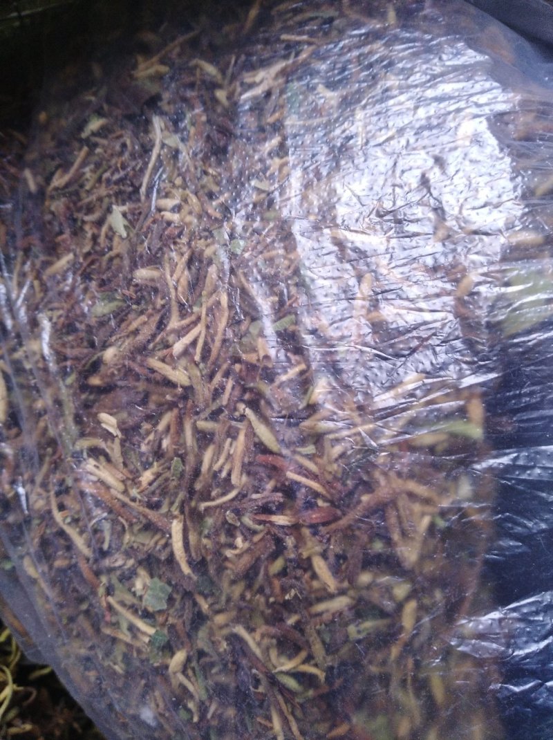 中药金银花茶特级去火茶散装花草茶