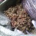 中药金银花茶特级去火茶散装花草茶