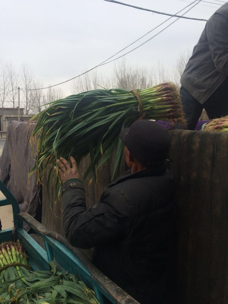 山东省临沂市郯城县红花镇红根蒜苗
