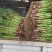 山东省临沂市郯城县红花镇红根蒜苗