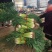 山东省临沂市郯城县红花镇红根蒜苗
