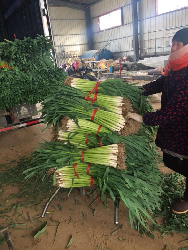山东省临沂市郯城县红花镇红根蒜苗