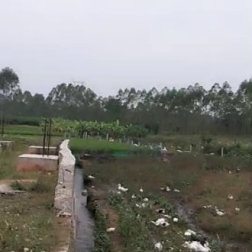 鸭子