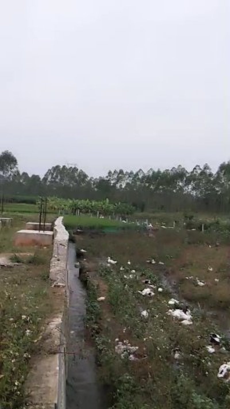 鸭子