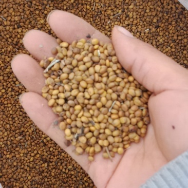 内蒙古野生苦豆子苦豆籽干净，一手货源，量大