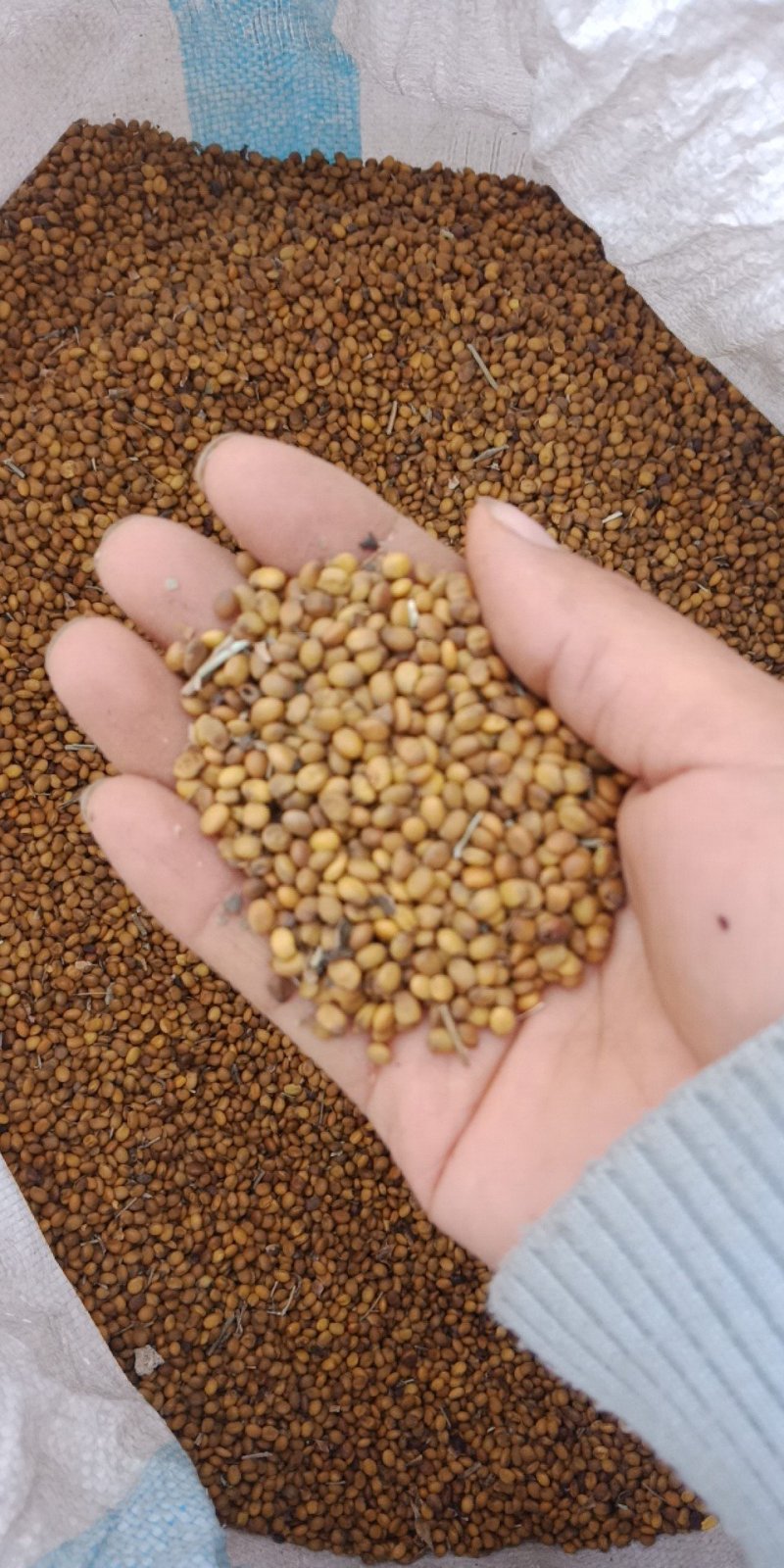 内蒙古野生苦豆子苦豆籽干净，一手货源，量大