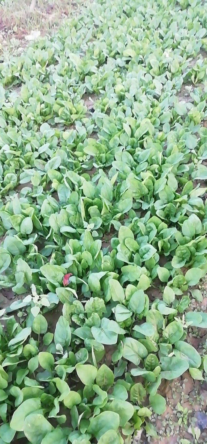 菠菜