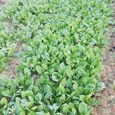 菠菜