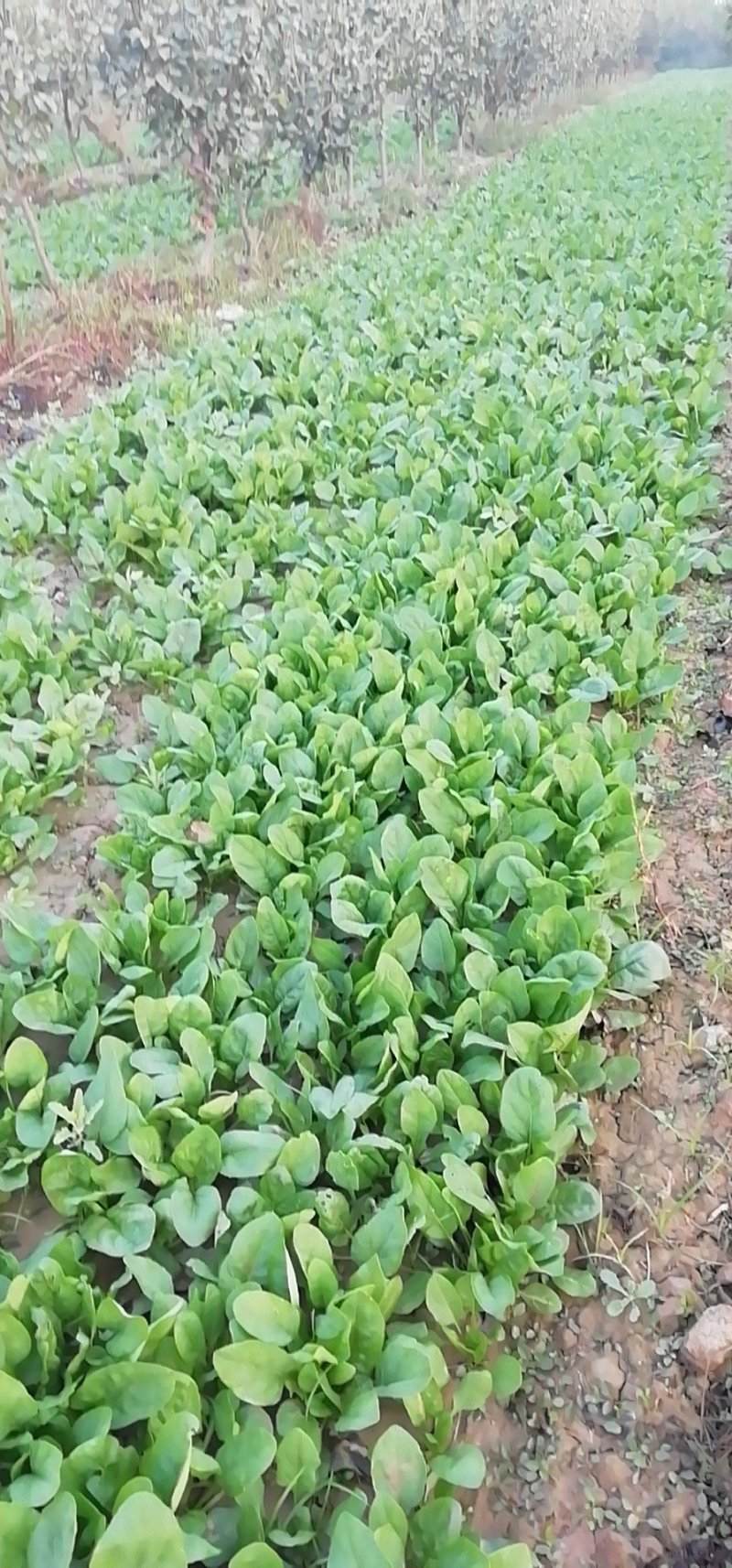 菠菜