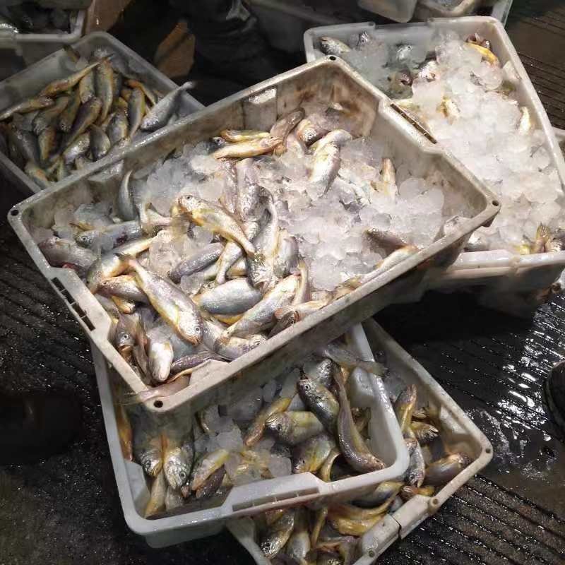 小黄鱼2-4两