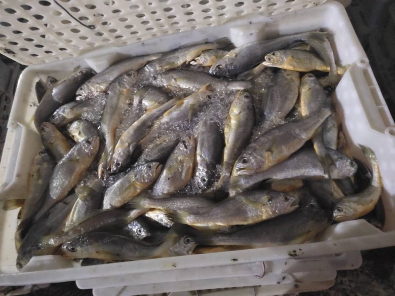 小黄鱼2-4两
