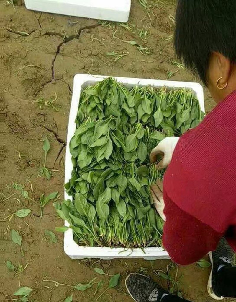 菠菜