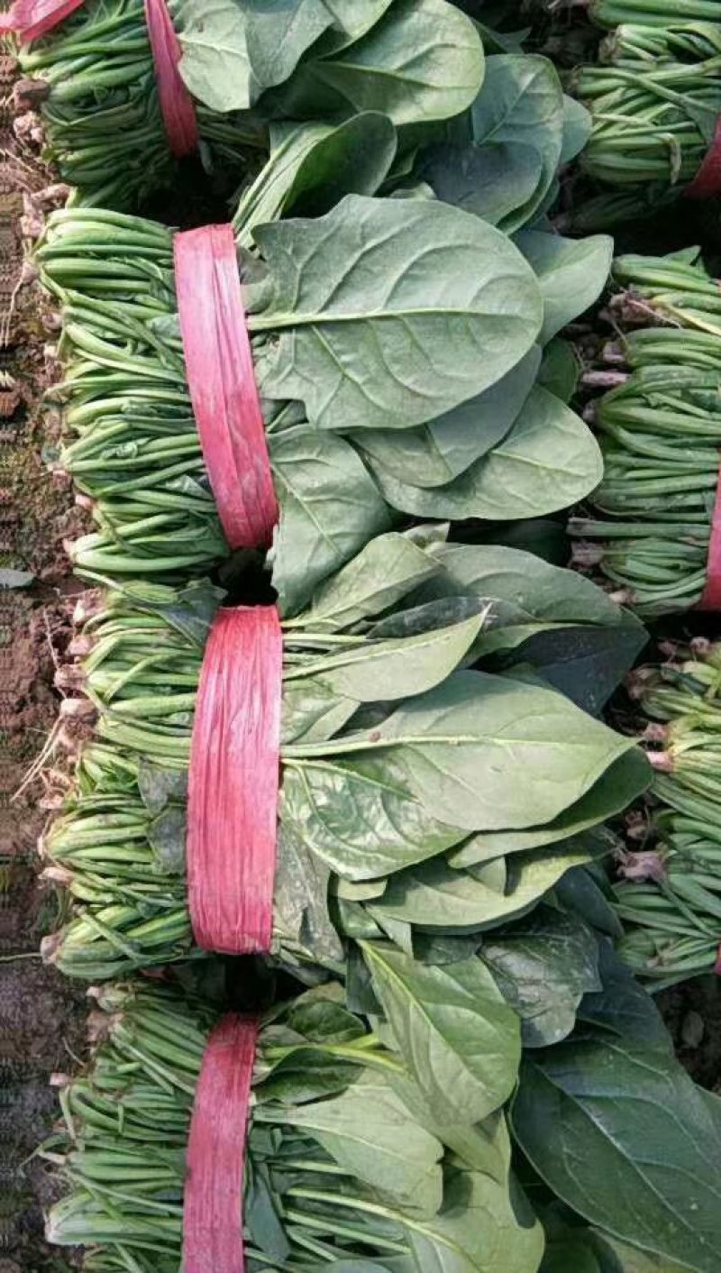 菠菜
