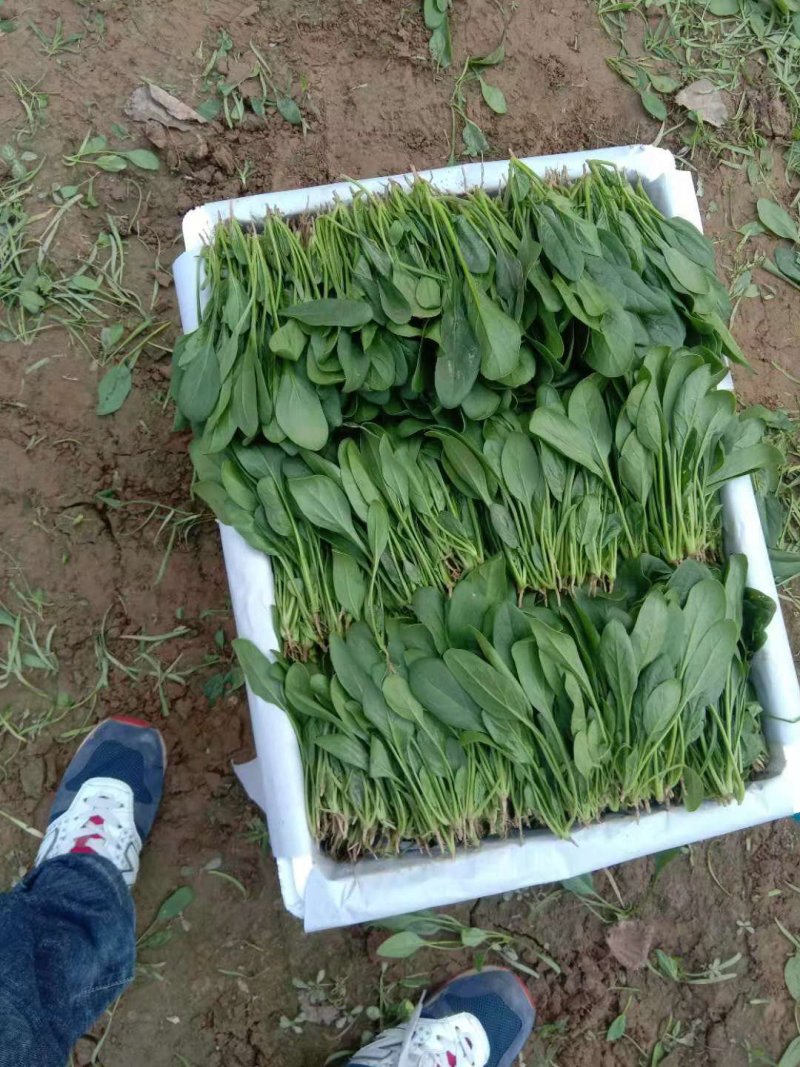 菠菜