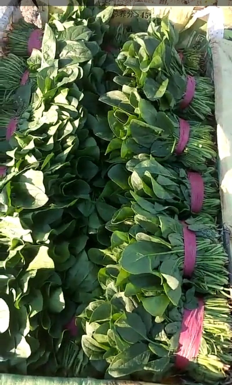 菠菜