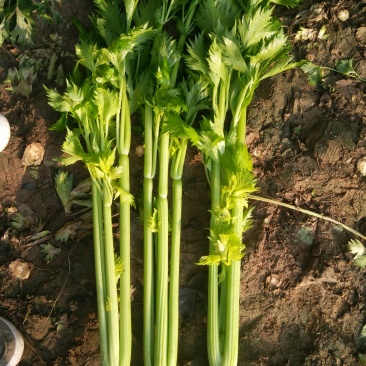 芹菜开始大量上市，基地种植。西芹，香芹，山芹大量有货