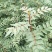 大红袍花椒苗，狮子头花椒苗，无刺花椒苗，大花椒树