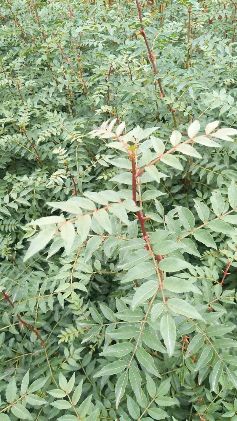 大红袍花椒苗，狮子头花椒苗，无刺花椒苗，大花椒树