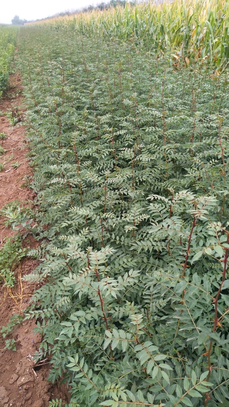 大红袍花椒苗，狮子头花椒苗，无刺花椒苗，大花椒树