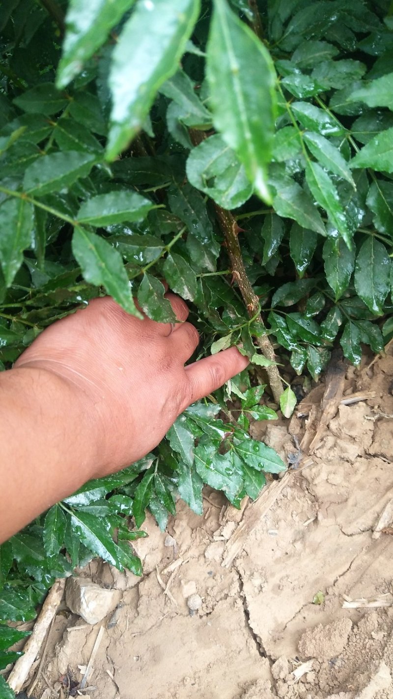 大红袍花椒苗，狮子头花椒苗，无刺花椒苗，大花椒树